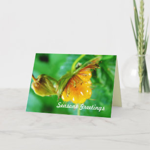summer greeting card