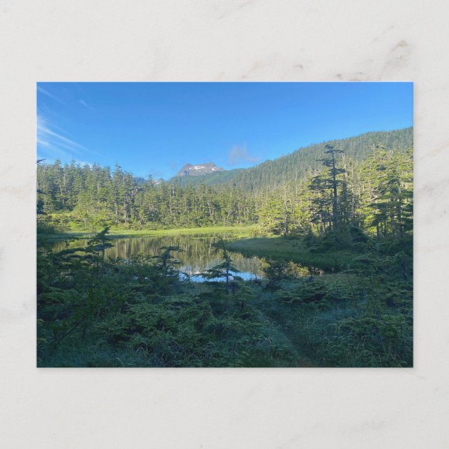 Summer Hike Through Lush Green Forest Postcard (Front)