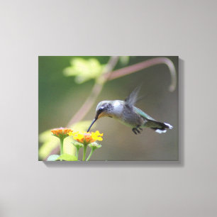 Summer Hummer Canvas Print