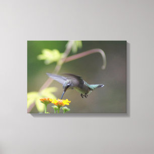 Summer Hummer Canvas Print