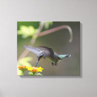 Summer Hummer