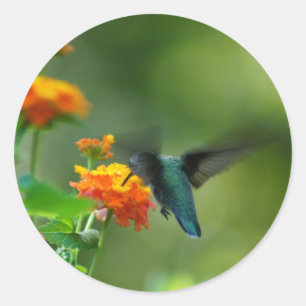 Summer Hummer! Classic Round Sticker