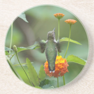 Summer Hummer Coaster