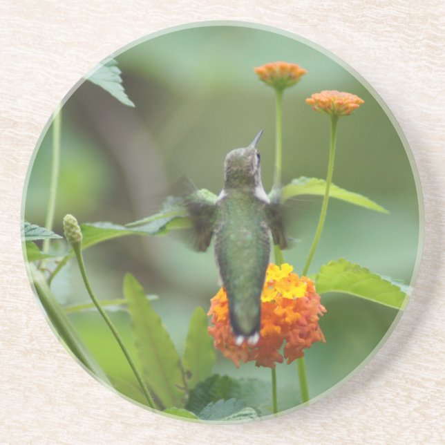 Summer Hummer Coaster (Front)