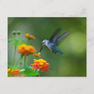 Summer Hummer! Postcard