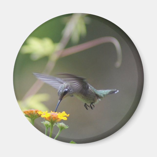 Summer Humming Magnet (Front)