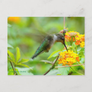 Summer Hummingbird Postcard