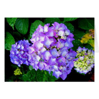 Summer Hydrangea