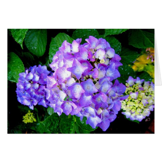 Summer Hydrangea (Front Horizontal)