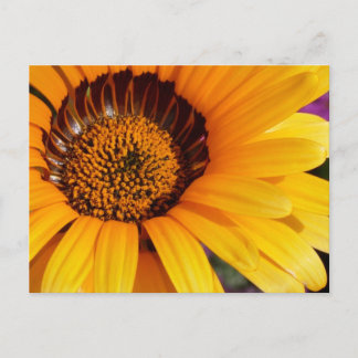 Summer in Bloom Postcard
