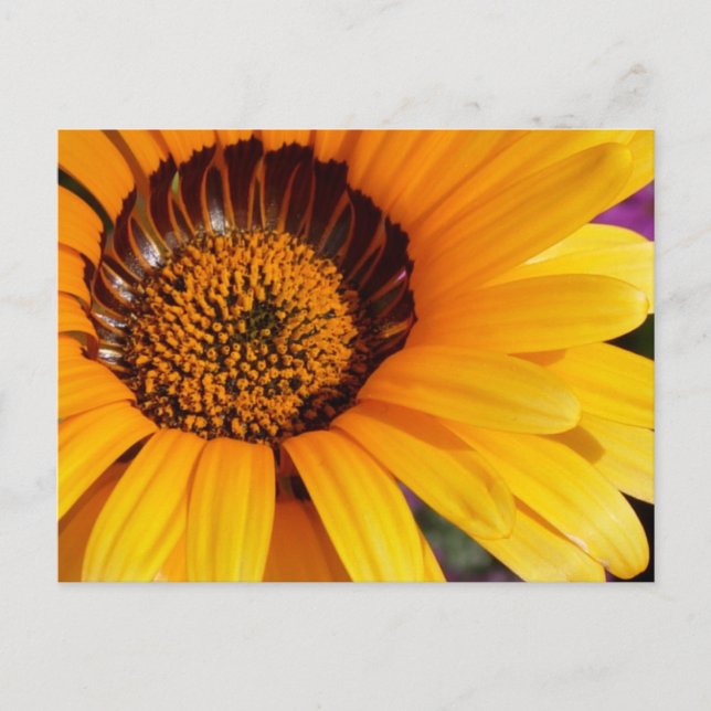 Summer in Bloom Postcard (Front)