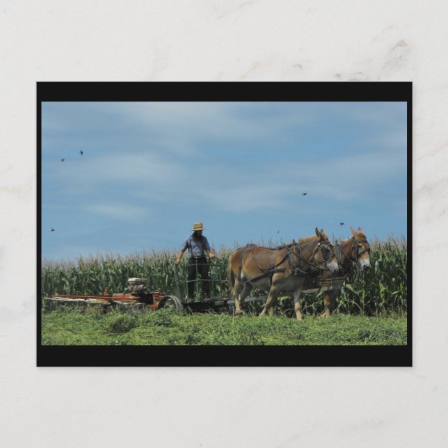 ~ Summer in Lancaster County ~ 73 Postcard (Front)