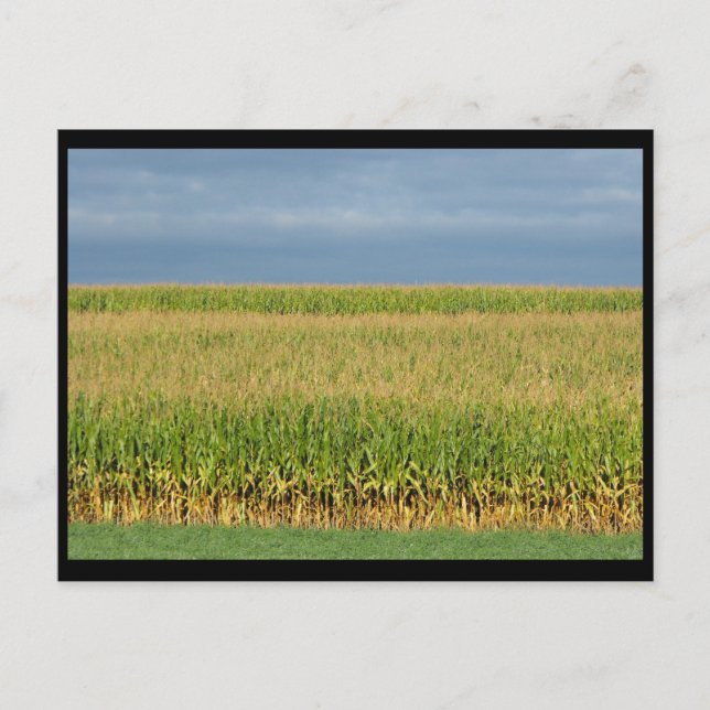 ~ Summer in Lancaster County ~ 82 Postcard (Front)