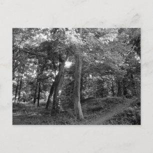 Summer in the Woods Postcard