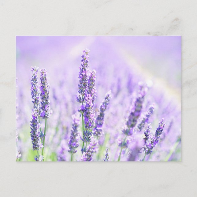 Summer Lavender  Postcard (Front)