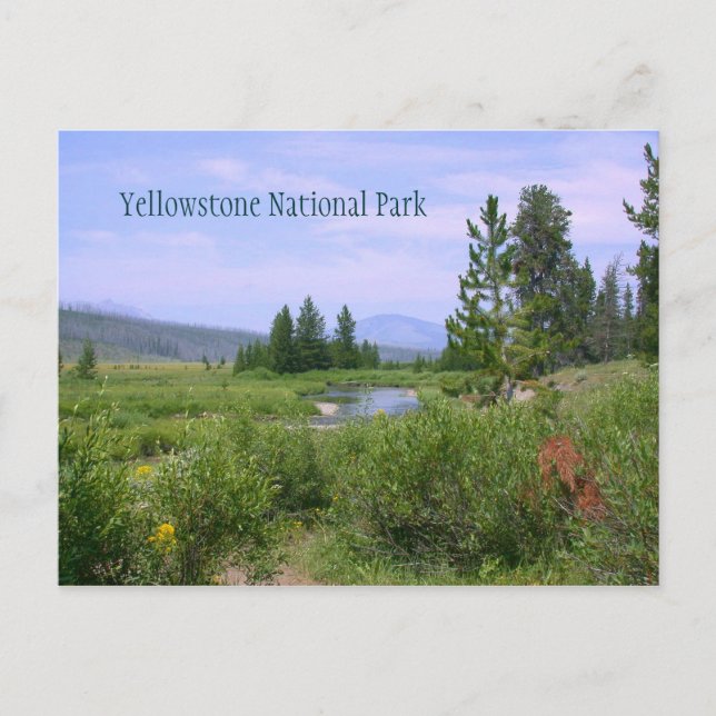 Summer Meadow in Yellowstone Postcard (Front)
