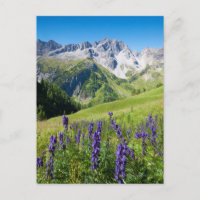 Summer meadows with monkshood in foreground, the