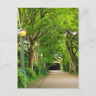 Summer Morning  Postcard