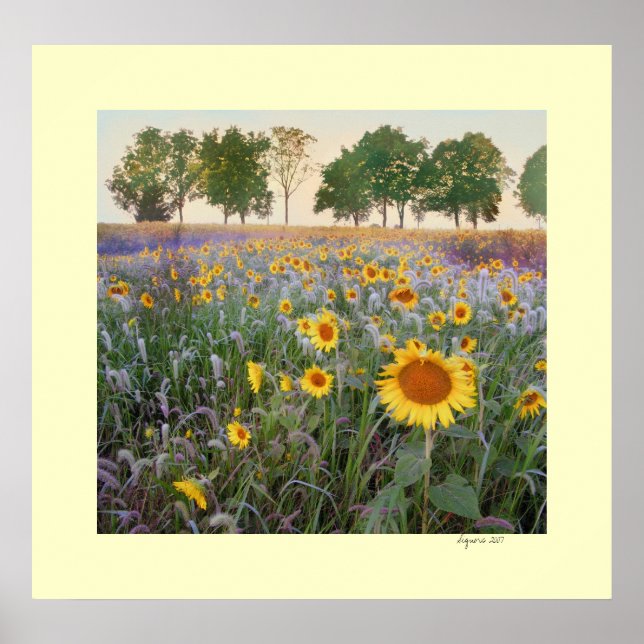 Summer Morning Poster (Front)