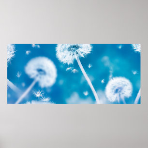 Summer natural floral background. White dandelions Poster