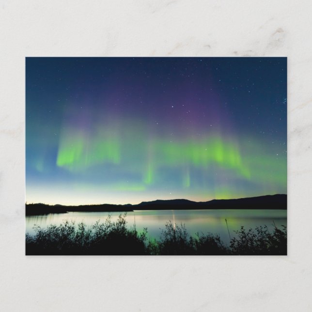 Summer night Northern lights over Lake Laberge Postcard (Front)