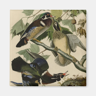 Summer or Wood Duck Magnet