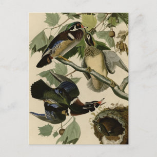 Summer or Wood Duck Postcard