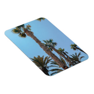 Summer Palm trees Magnet