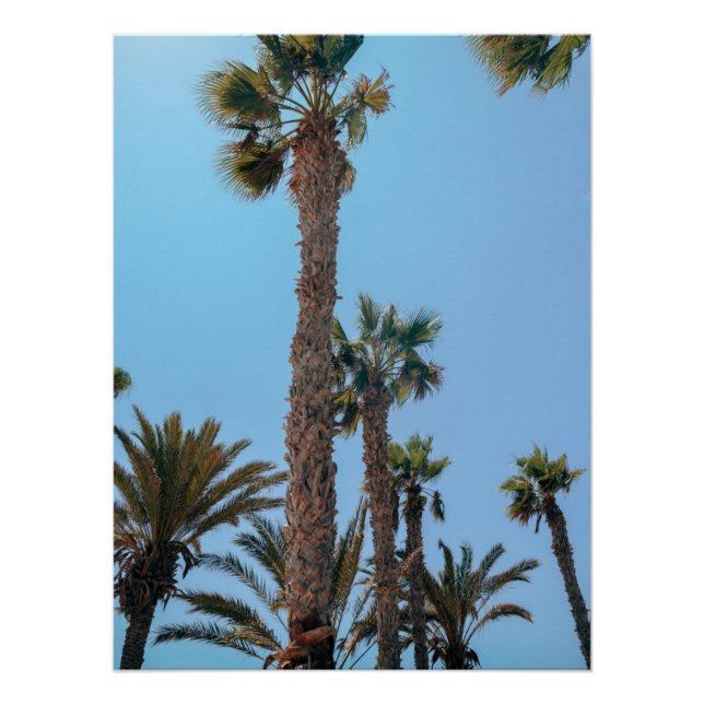 Summer Palm trees Poster (Front)