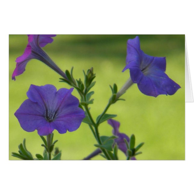 Summer Petunias (Front Horizontal)
