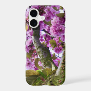 Summer Pink Blooming Tree Crown Photo -