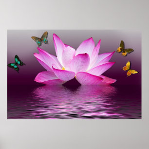 Summer Pink Lotus Flower and Colorful Butterflies Poster