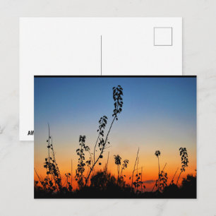 Summer Plant Silhouettes Postcard