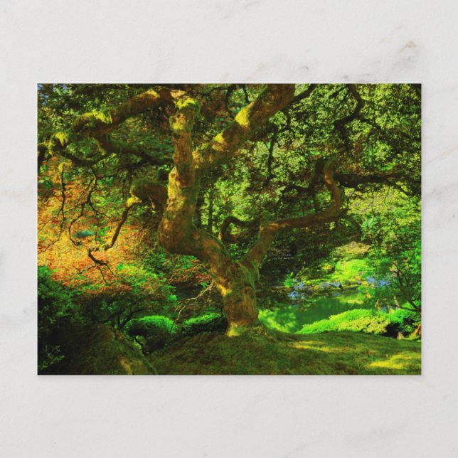 Summer, Portland Japanese Garden, Portland Postcard (Front)