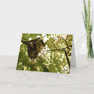 Summer Quarters - Vireo Nest Greeting Card