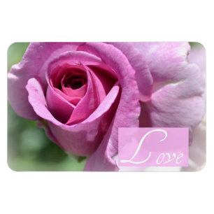 Summer Rose Magnet
