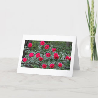 Summer roses birthday card