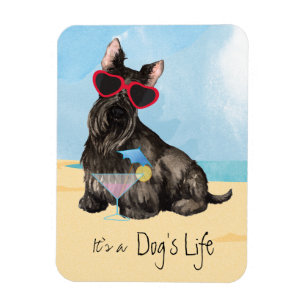 Summer Scottish Terrier Magnet