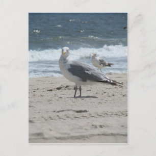 Summer Sea Gull Postcard