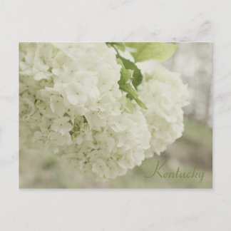 Summer Snow by JerseyFawn Postcard