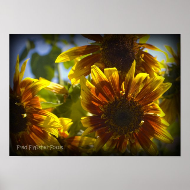 Summer Sunflower Black Vinette Poster (Front)