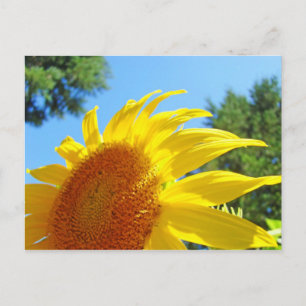 Summer Sunflower postcards Green Garden