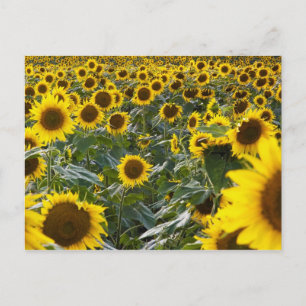 Summer Sunflower Shower Postcard