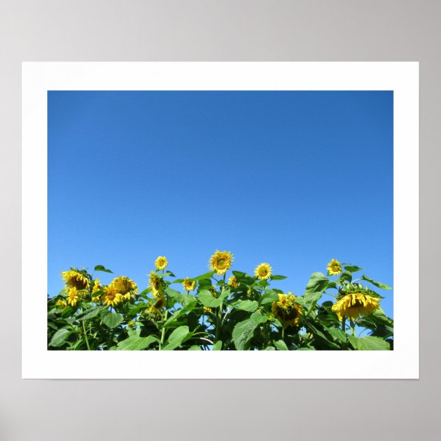 Summer Sunflowers  Poster (Front)