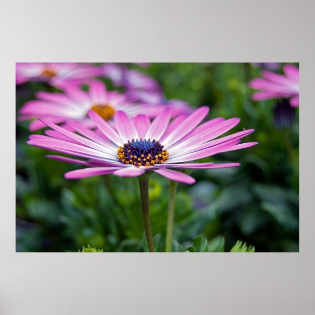 Summer Sunshine Poster (Front)