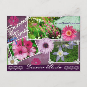Summer Time In Alaska Postcard