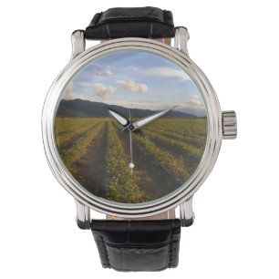 summer wall watch