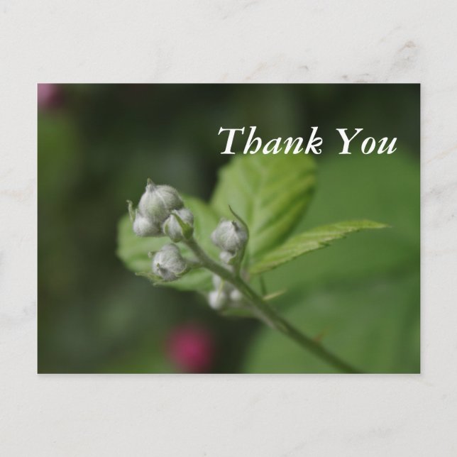 summer wild raspberry flower buds postcard (Front)