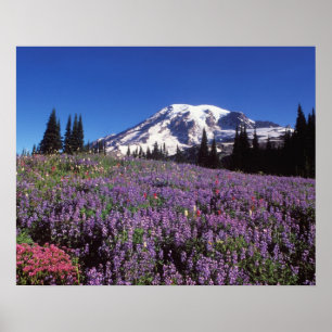 summer wildflowers at the base of Mount Rainier, Poster