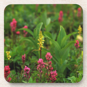 Summer Wildflowers Send Forth A Riot Of Colour Coaster